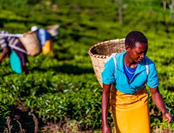 Sustainable Agribusiness